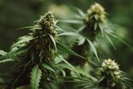 Corte Suprema de EE. UU. falló a favor de que consumidores de marihuana en Texas posean armas