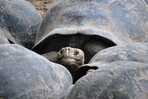 La ardua repoblación de tortugas gigantes de Galápagos: 9,500 repatriadas en medio siglo La ardua repoblación de tortugas gigantes de Galápagos: 9,500 repatriadas en medio siglo