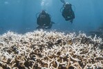 Corales congelados en el tiempo, una solución para la Gran Barrera en Australia Corales congelados en el tiempo, una solución para la Gran Barrera en Australia
