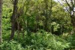 Los bosques tropicales han demostrado una gran resiliencia ante las sequías