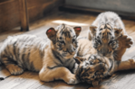 Un zoológico de Alemania sacrifica a tres cachorros de tigre abandonados por su madre