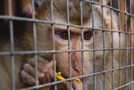 República Dominicana, entre los países en que Interpol incautó más de 1,000 animales traficados
