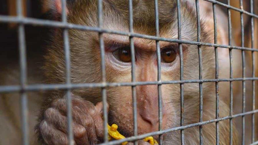 República Dominicana, entre los países en que Interpol incautó más de 1,000 animales traficados