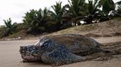 Fundación Eco-Bahía protege casi 5,000 nidos de tortuga marina en 2025 en RD