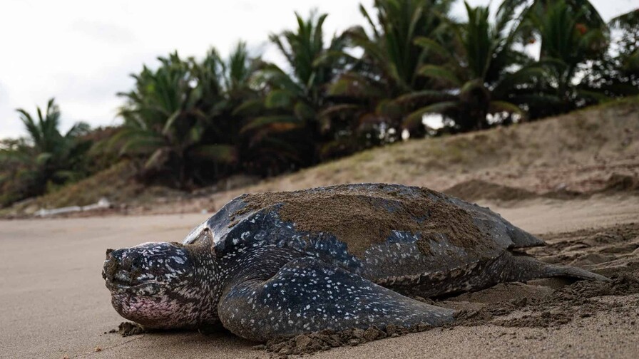 Fundación Eco-Bahía protege casi 5,000 nidos de tortuga marina en 2025 en RD Fundación Eco-Bahía protege casi 5,000 nidos de tortuga marina en 2025 en RD