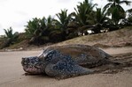 Fundación Eco-Bahía: un salvavidas para las tortugas marinas