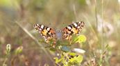 El clima redefine los territorios de las mariposas, advierte estudio