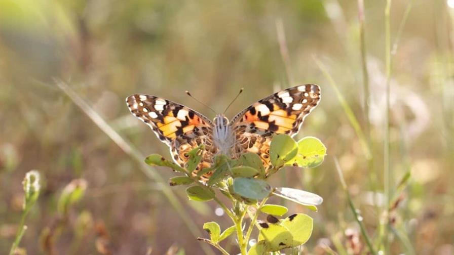 El clima redefine los territorios de las mariposas, advierte estudio El clima redefine los territorios de las mariposas, advierte estudio