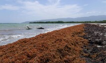 Destinarán US$6.3 millones al financiamiento de proyectos de sargazo en RD