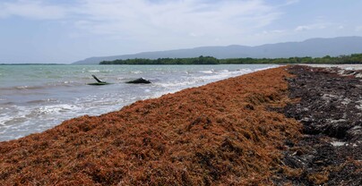 El Gobierno actualiza el Gabinete de Lucha contra el Sargazo y designa director ejecutivo