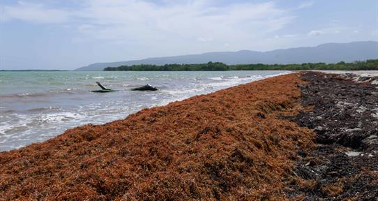 El Gobierno actualiza el Gabinete de Lucha contra el Sargazo y designa director ejecutivo