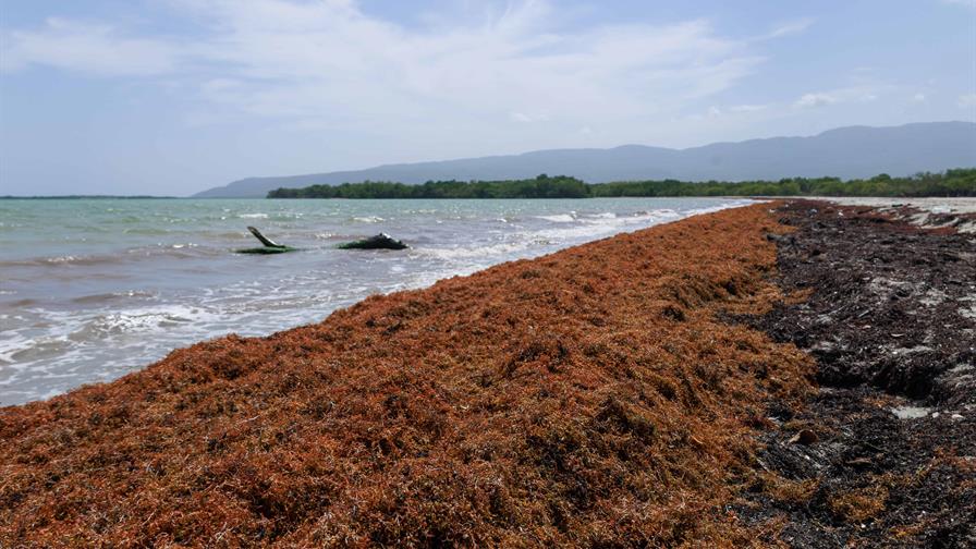 El Gobierno actualiza el Gabinete de Lucha contra el Sargazo y designa director ejecutivo