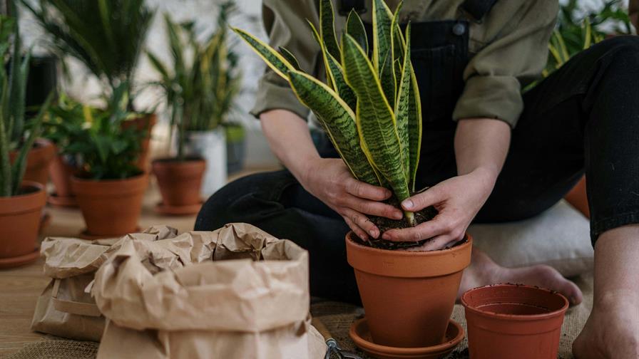 Cinco plantas asociadas a la buena suerte y la prosperidad para cultivar en este 2026