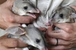 Un total de 44 especies se extinguieron en 2025, según la Lista Roja de la UICN