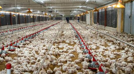 Sector avícola asegura que RD no enfrenta una escasez estructural de carne de pollo