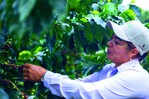 Más variedad y mejor manejo duplican las cosechas del café