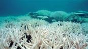 Estudio revela la Tierra ha perdido el 50% de sus corales en los últimos 30 años