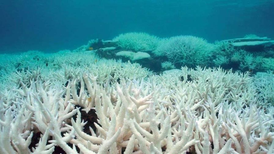 Estudio revela la Tierra ha perdido el 50% de sus corales en los últimos 30 años