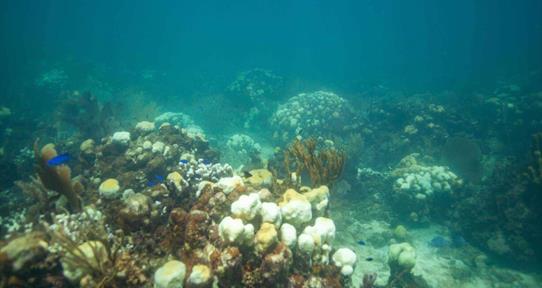 La “caja negra” de peces fosilizados en RD y Panamá evidencia el declive en los arrecifes de coral