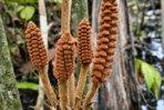 Descubren en la Amazonía de Perú una especie de planta de la época de los dinosaurios