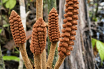 Descubren en la Amazonía de Perú una especie de planta de la época de los dinosaurios