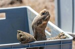 Tortugas gigantes vuelven a caminar en isla de las Galápagos por primera vez en 180 años