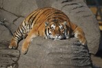 Los tigres siberianos de una reserva china, a dieta tras las vacaciones de Año Nuevo