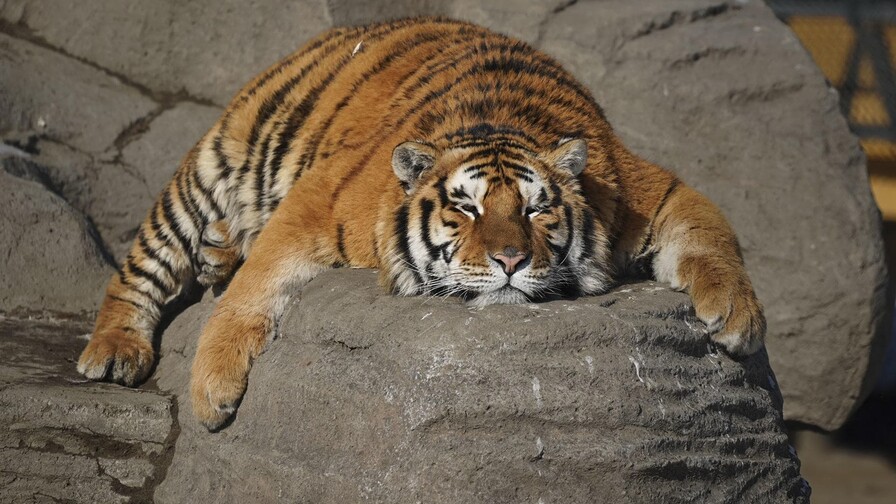 Los tigres siberianos de una reserva china, a dieta tras las vacaciones de Año Nuevo
