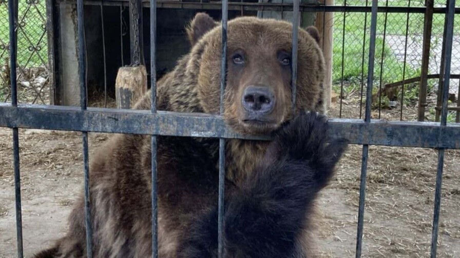 ONG denuncia maltrato y comercialización de animales en acuario argentino de Mar del Plata ONG denuncia maltrato y comercialización de animales en acuario argentino de Mar del Plata