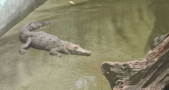 Medio Ambiente retornará cocodrilo capturado en Puerto Plata a parque temático