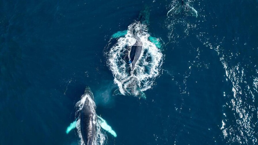 Expedición científica registra 644 avistamientos de ballenas en el Banco de Navidad Expedición científica registra 644 avistamientos de ballenas en el Banco de Navidad