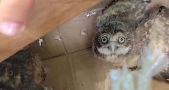 Apresan a hombre señalado por la comercialización ilegal de búhos