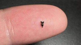 Minúsculos fósiles revelan nuevas pistas sobre el pariente más antiguo de los primates