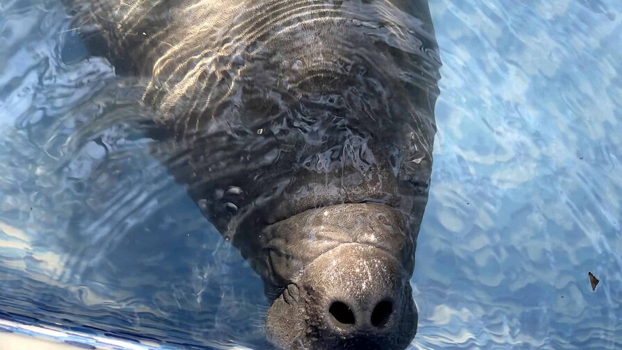 Primer rescate de bebé manatí en Costa Rica: un esfuerzo único por su vida