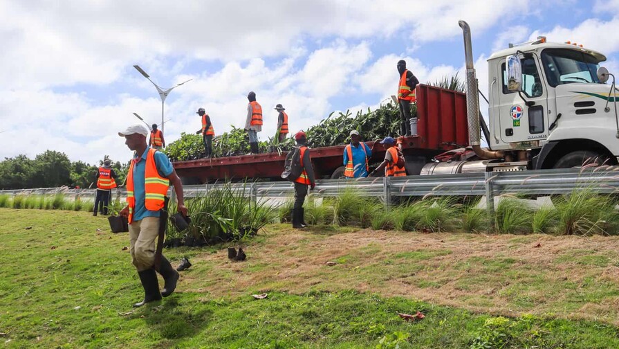 Siembran más de 20 mil plantas ornamentales en autopistas del país