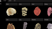 El google earth de los órganos permite una perspectiva inigualable del cuerpo humano