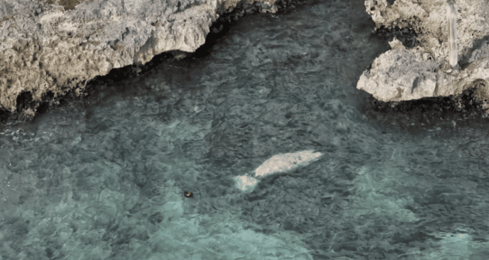 Liberan exitosamente en Bayahíbe al manatí Jean Pedro tras más de dos años de rehabilitación