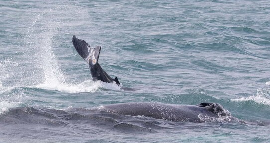 Ballenas heridas y redes ilegales en Samaná evidencian retos en el santuario marino