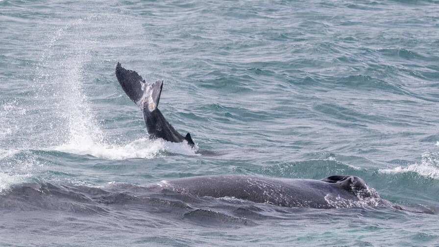 Ballenas heridas y redes ilegales en Samaná evidencian retos en el santuario marino
