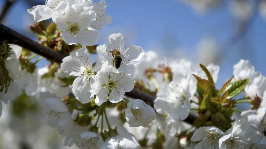La temporada de cerezos en flor alcanza su punto máximo en Japón