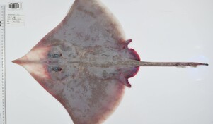 Descubren más de 110 especies marinas en aguas inexploradas del noreste de Australia