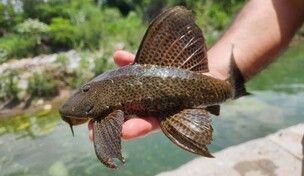 El pez diablo: ¿por qué es tan peligroso para la República Dominicana?