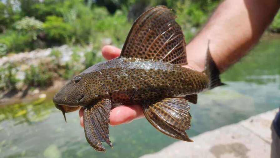 El pez diablo: ¿por qué es tan peligroso para la República Dominicana?