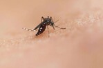 La República Dominicana registra una de las tasas más bajas de dengue de América