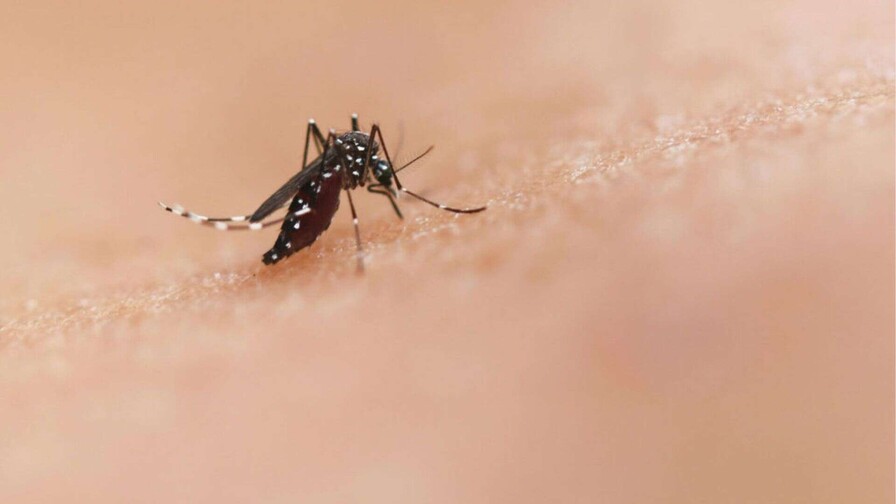 La República Dominicana registra una de las tasas más bajas de dengue de América