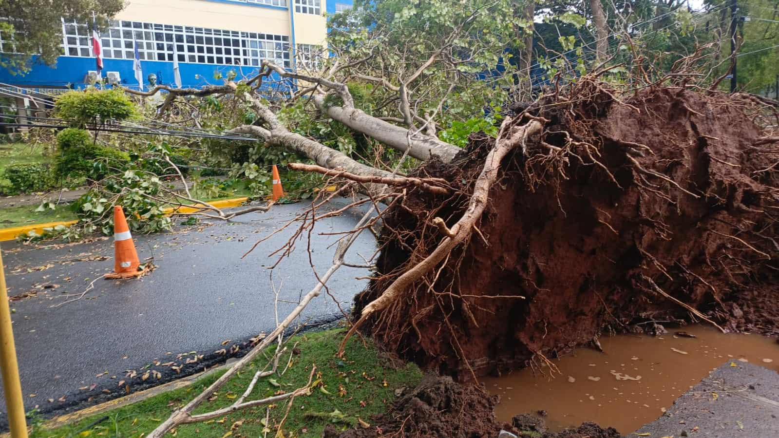 Árbol arrancado desde la raíz por los fuertes vientos en la Universidad Autónoma de Santo Domingo.
