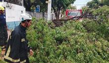 Alcaldía del DN despliega más de 1,100 brigadistas para remover árboles caídos por lluvias