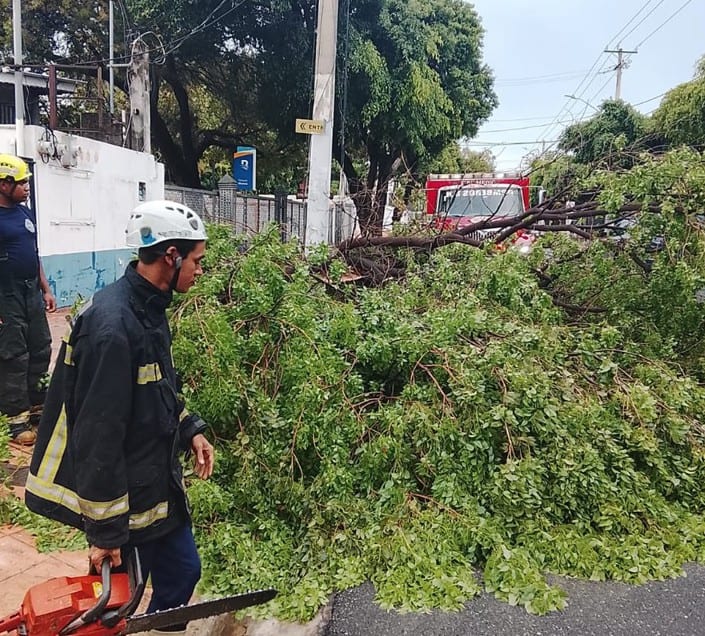 Alcaldía del DN despliega más de 1,100 brigadistas para remover árboles caídos por lluvias Alcaldía del DN despliega más de 1,100 brigadistas para remover árboles caídos por lluvias
