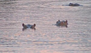 Países rechazan a los hipopótamos de Pablo Escobar por una mutación genética