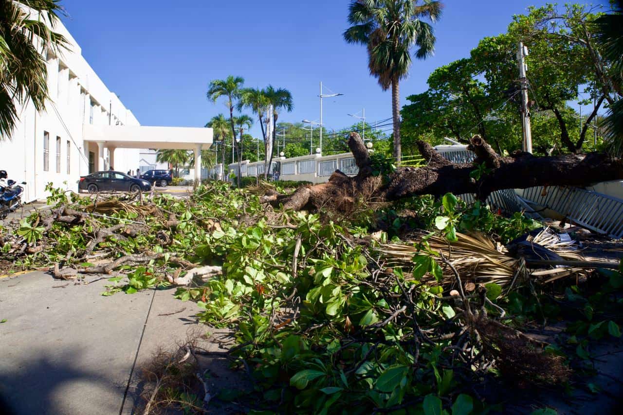 Árbol caído derribó parte de la pared y el portón del Ministerio de Cultura debido a las fuertes lluvias.